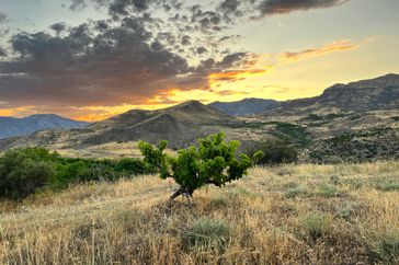 An old vine at Dzon Merjanian Vineyards with a view of the sunset behind the mountains. 