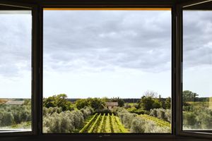 looking out window at vineyards in Bolgheri, Italy