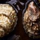 Two oyster shells in water. 