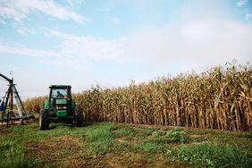 Corn being harvested in a field.