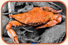 A blue crab