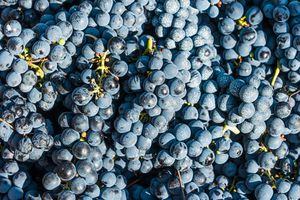 Shiraz (or Syrah) grapes