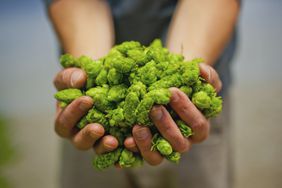 A hand holding fresh hops at Bale Breaker Brewing Company in Yakima Washington.