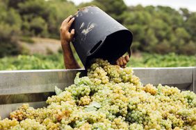 A person pouring a bucket full of white grapes in the tractor trailer during the grape harvest in the region of PenedÃ¨s in Catalonia, Spain.