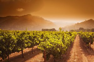 Sunrise over a vineyard on the Silverado Trail, Napa Valley, California