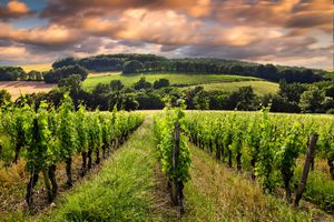 Vineyards. Bordeaux, France