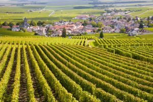 Vineyards in Burgundy, France